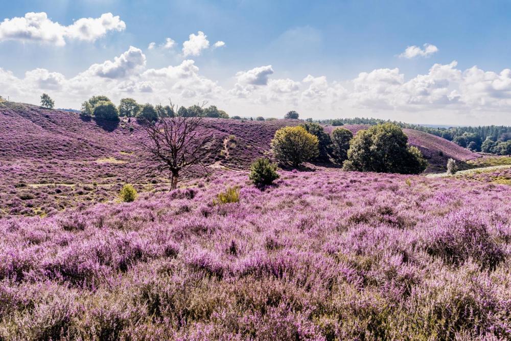 Sfeervolle Chalet Op De Veluwe In Hoenderloo Hotel Ngoại thất bức ảnh